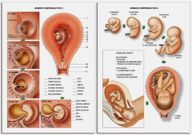 DESARROLLO PRENATAL: DESARROLLO PRENATAL