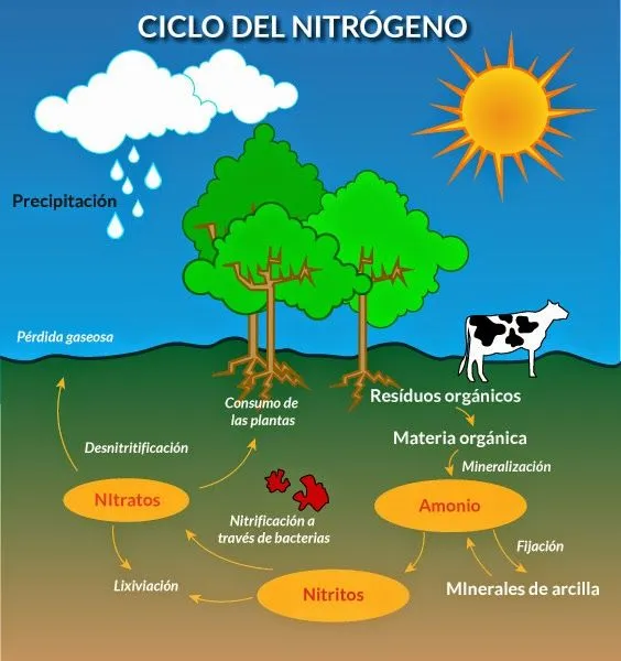 Desarrollo Sustentable: Ciclos Biogeoquímicos