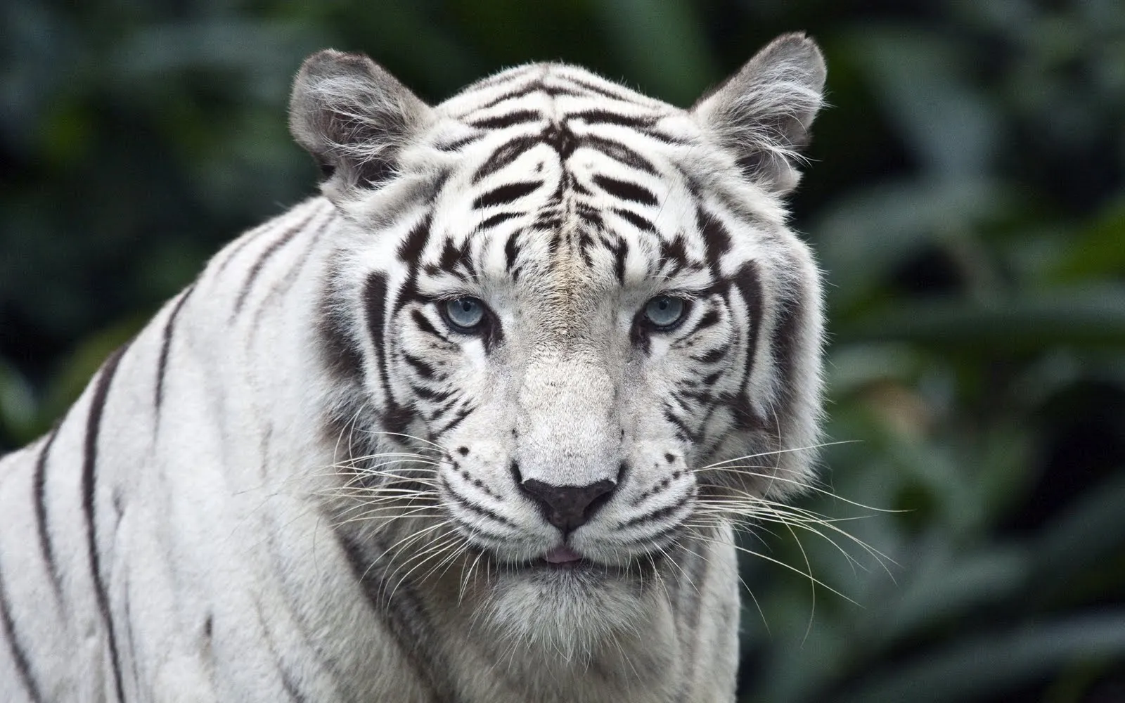 Descargar Fondos de pantalla de tigres y leones gratis - descarga ...