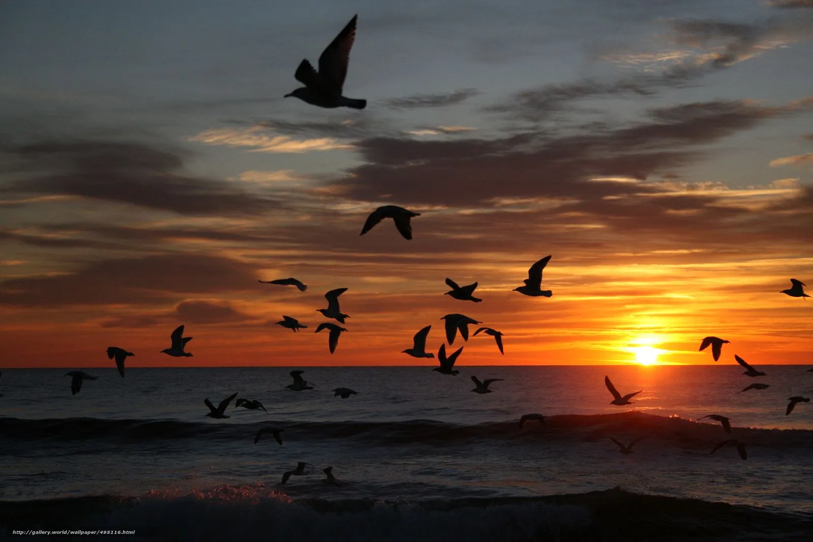 Descargar gratis puesta del sol, mar, siluetas de aves, paisaje ...