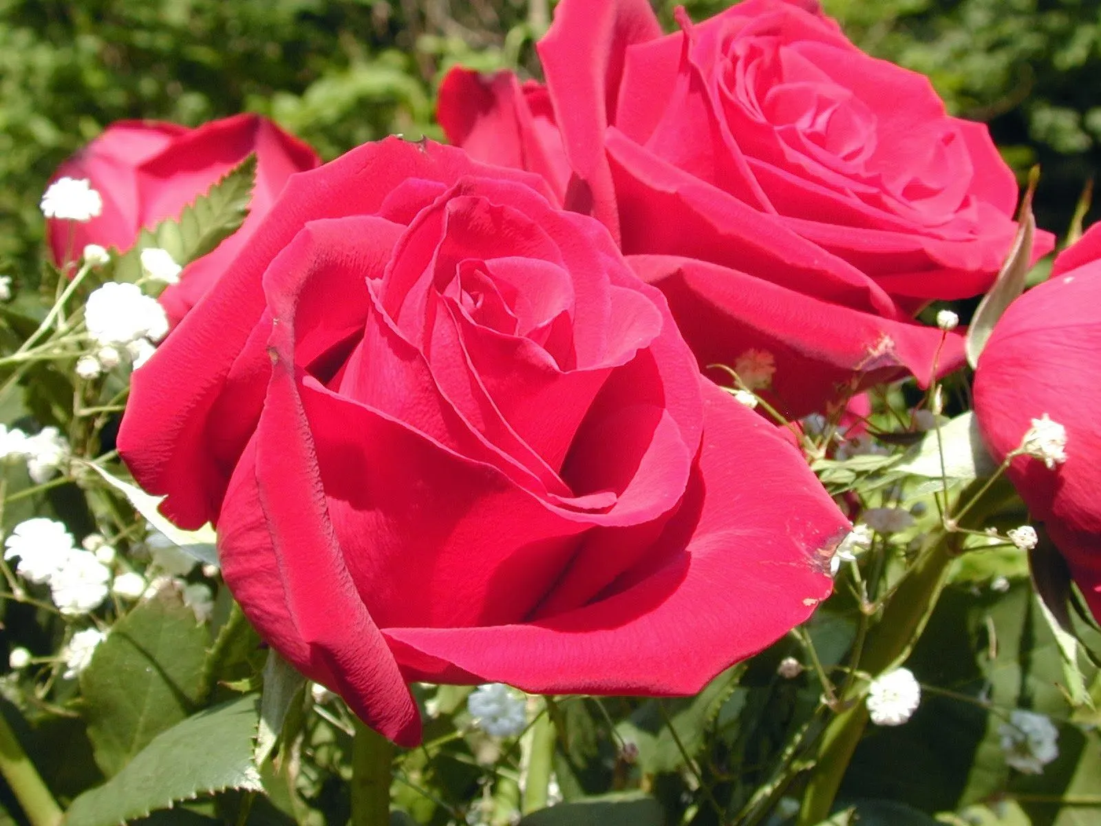 Descargar imagenes de rosas hermosas - Imagui