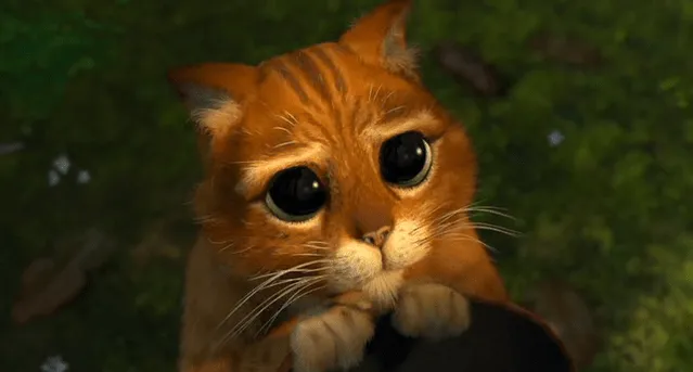 Gato de Shrek gif - Imagui