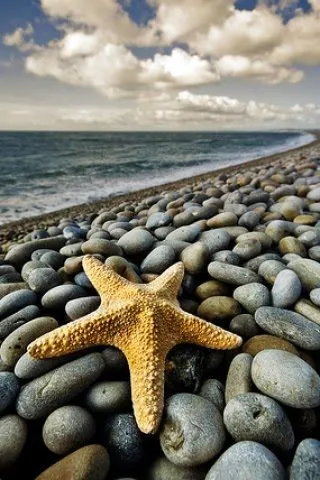 DESCARGAS PARA CELULARES: ESTRELLAS DE MAR EN WALLPAPERS GRATIS