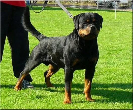 Descubre 10 curiosidades sobre los Rottweiler | Mascotafiel
