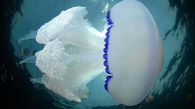 Descubre las particularidades de las medusas - ABC.es
