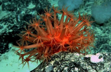 Descubren nuevas especies en las profundidades del mar de Tasmania ...