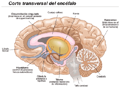 Descubren nueva técnica para tratar enfermedades neurológicas ...