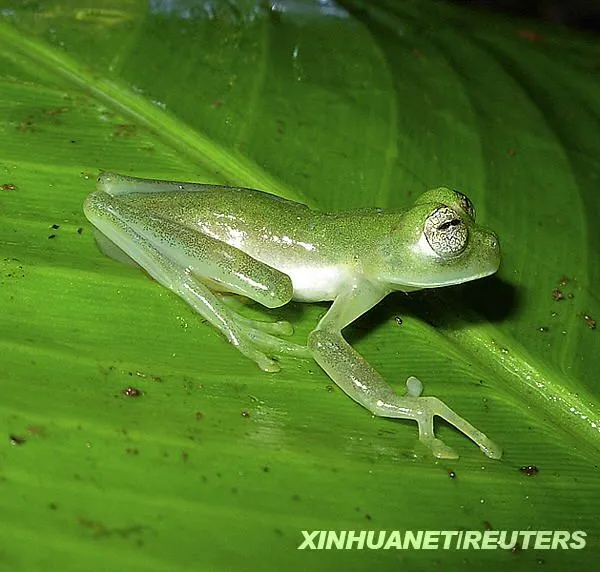 Descúbrense nuevas especies de anfibios en Colombia