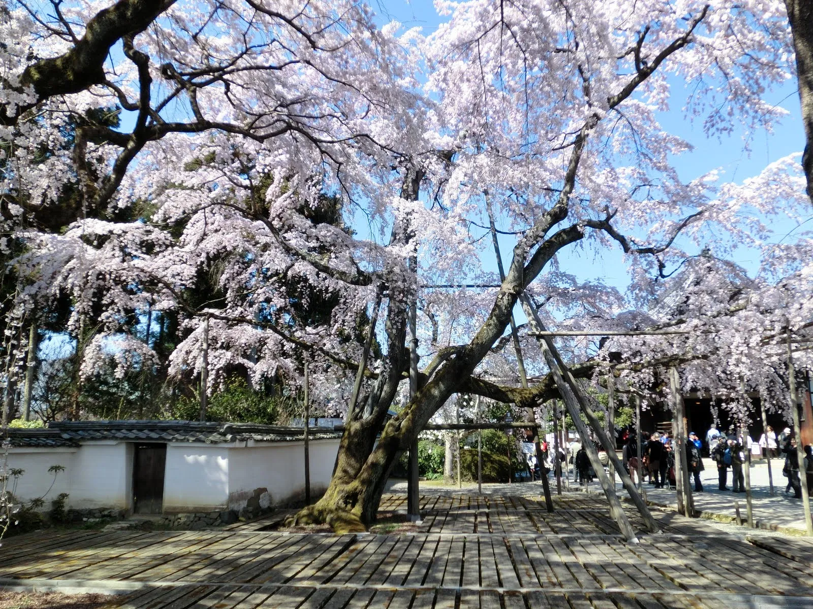 Descubriendo Kyoto: Expedición en busca del Sakura