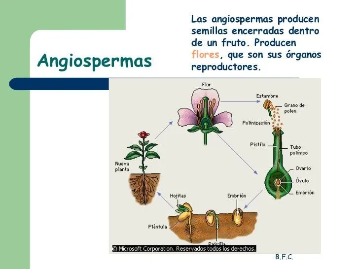 DESCUBRIMOS LAS CIENCIAS: PLANTAS CON FLORES : ANGIOSPERMAS O ...