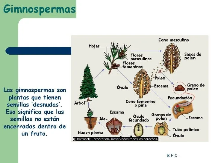 DESCUBRIMOS LAS CIENCIAS: PLANTAS CON FLORES : ANGIOSPERMAS O ...