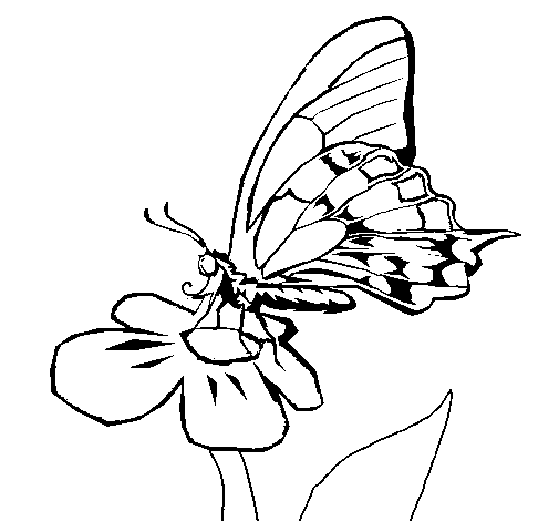 Desenho de Borboleta em flor para Colorir - Colorir.com