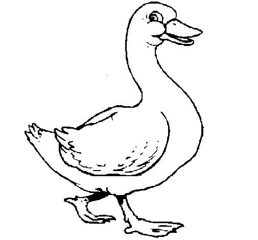 Desenho de Pato para Colorir - Colorir.com