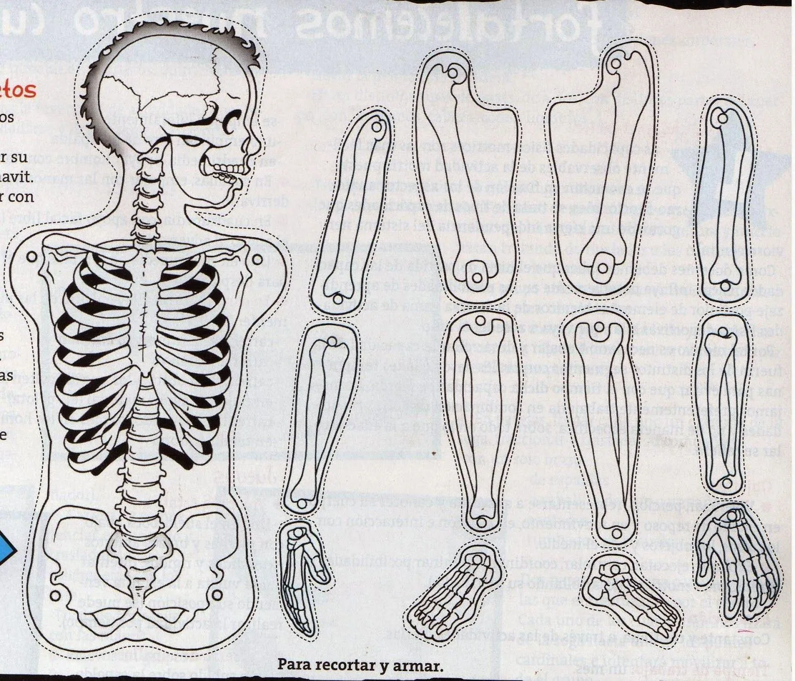 Desenho De Um Esqueleto Humano | Imagenes del esqueleto humano, Esqueleto  para armar, Esqueleto humano