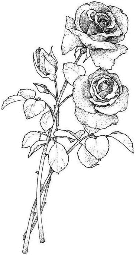 Desenhos de Buquês de Flores, rosas... | desenhos para colorir xd