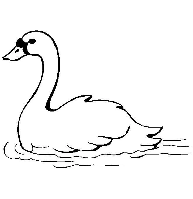 Desenhos de cisne para crianças colorir. Nunca pare de estudar. Faça ...