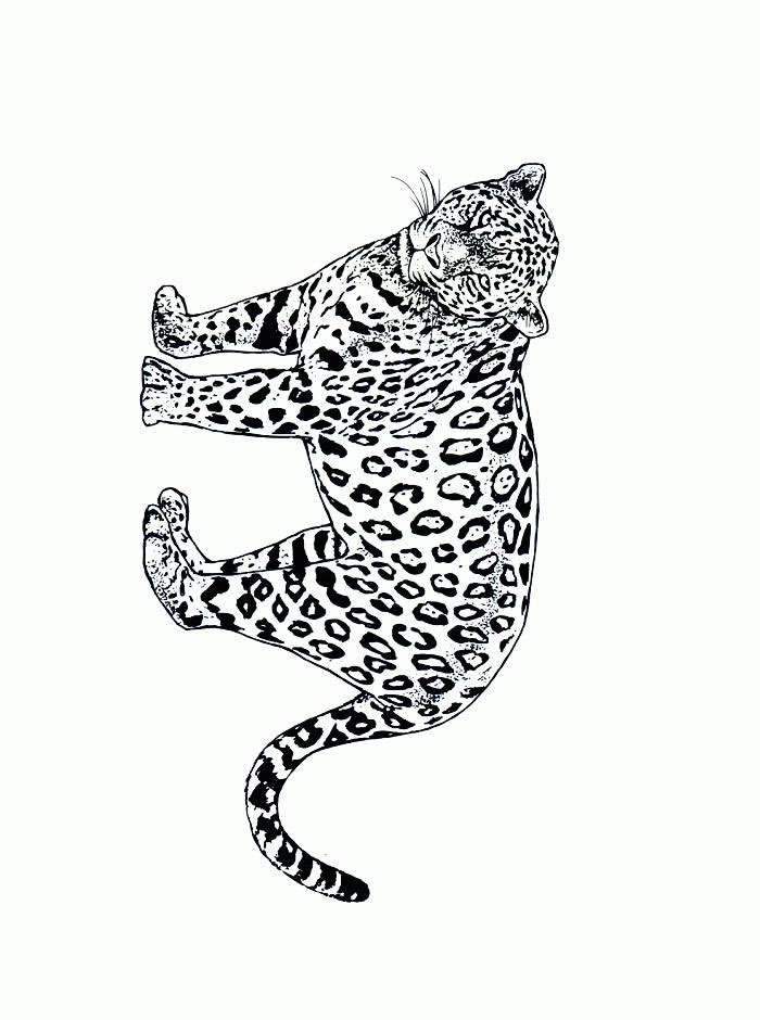 desenhos para colorir diversos gatos,leões,leopardo e onça pintada ...