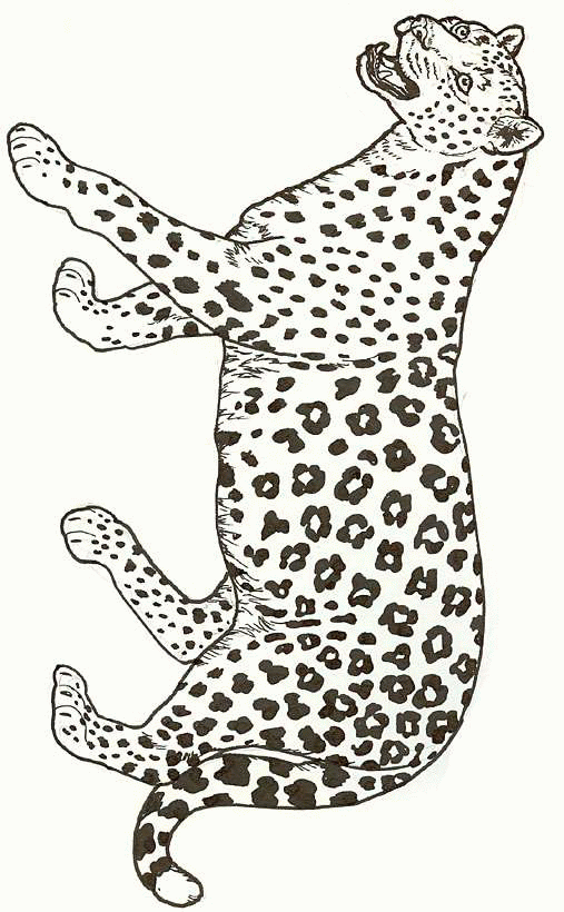 desenhos para colorir diversos gatos,leões,leopardo e onça pintada ...