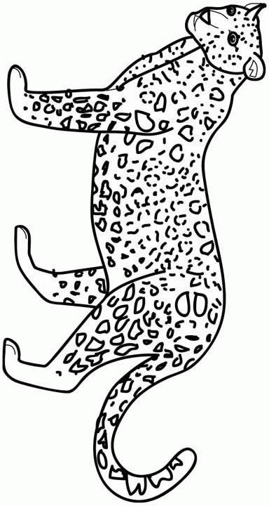 desenhos para colorir diversos gatos,leões,leopardo e onça pintada ...