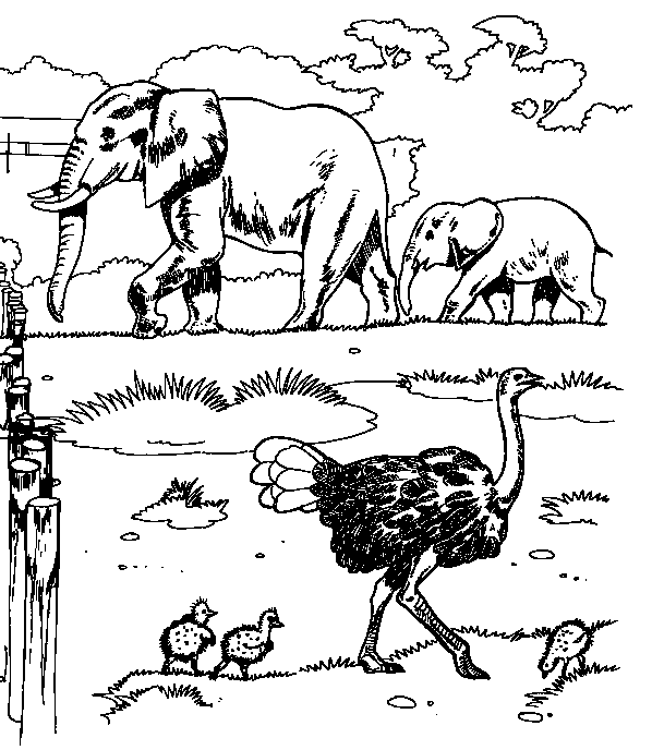 Desenhos para Colorir: Elefante