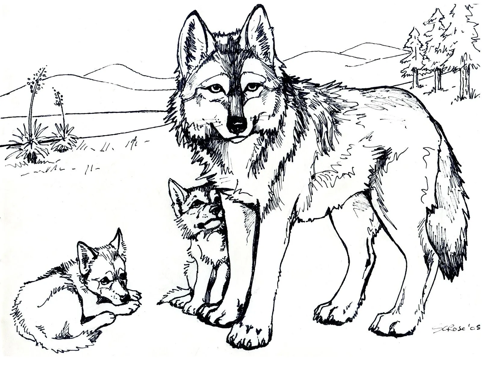 Desenhos para Colorir: Lobos