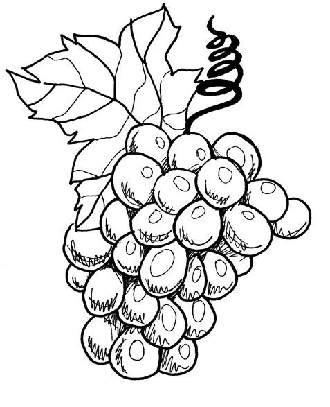Desenhos de frutas para colorir. Uva colorir, morango e abacate ...