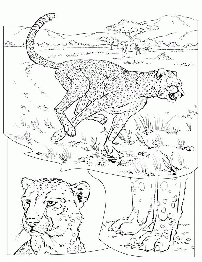 Desenhos de Leopardos para Colorir