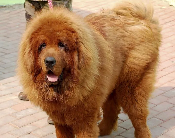 Desenmascaran a zoológico que disfrazaba perros como leones