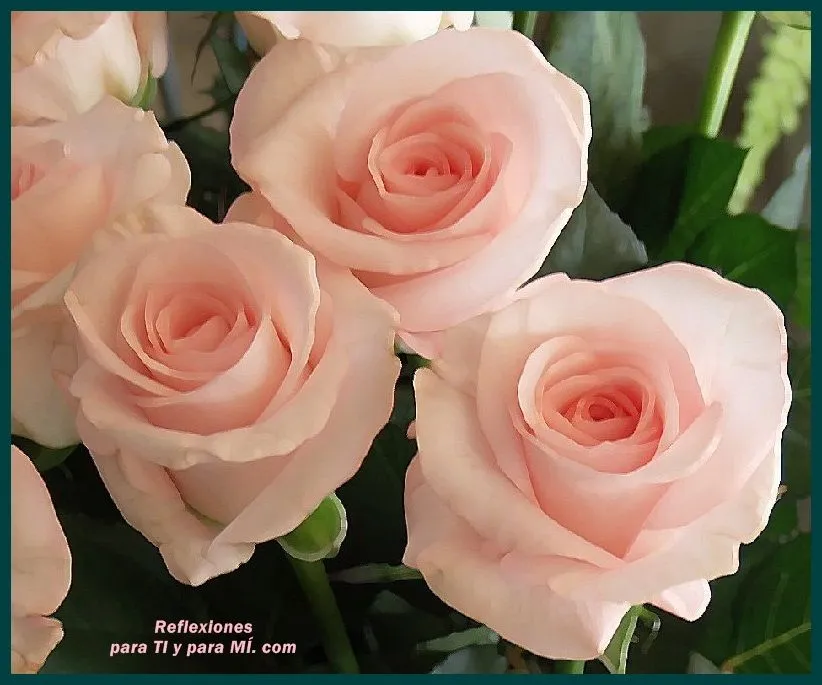 Buenos Deseos para TI y para MÍ: * Hermosas Rosas color rosa pálido