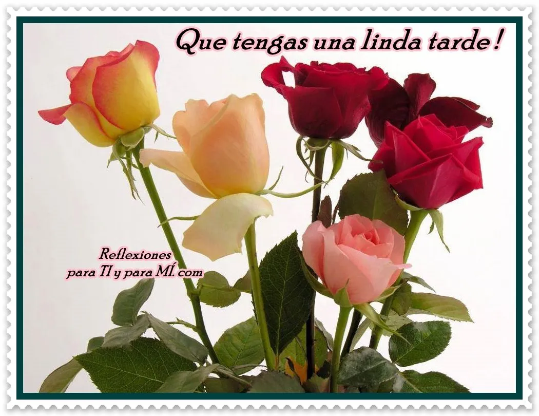 Buenos Deseos para TI y para MÍ: * Que tengas una linda tarde ! Hermosas  rosas colores surtidos