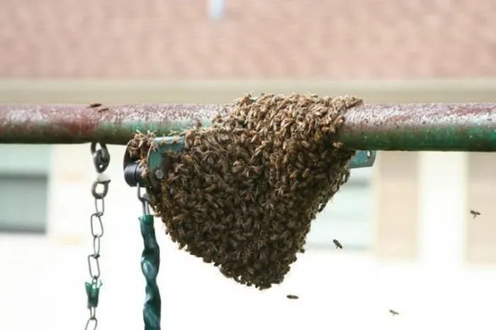 Como deshacerse de un panal de abejas - Taringa!