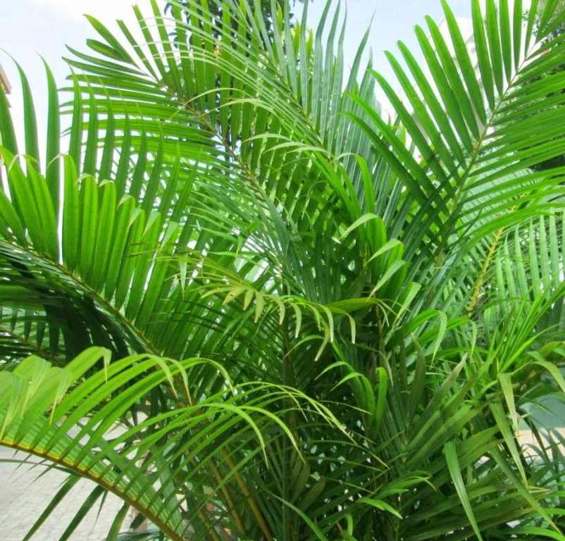 Design Green India: Best Tips For Growing Areca Palm Indoors