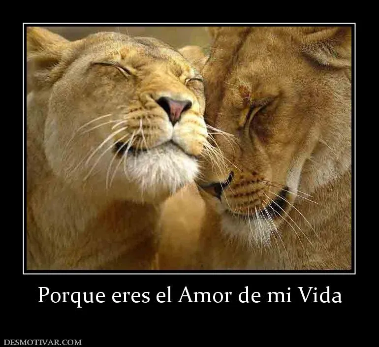 Desmotivaciones Porque eres el Amor de mi Vida