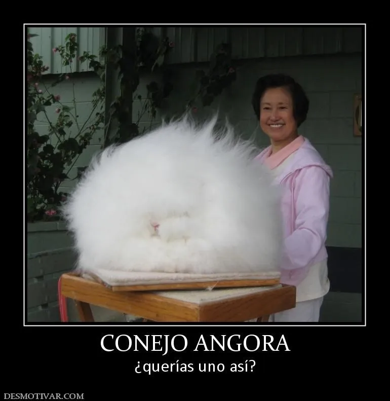 Desmotivaciones CONEJO ANGORA ¿querías uno así?