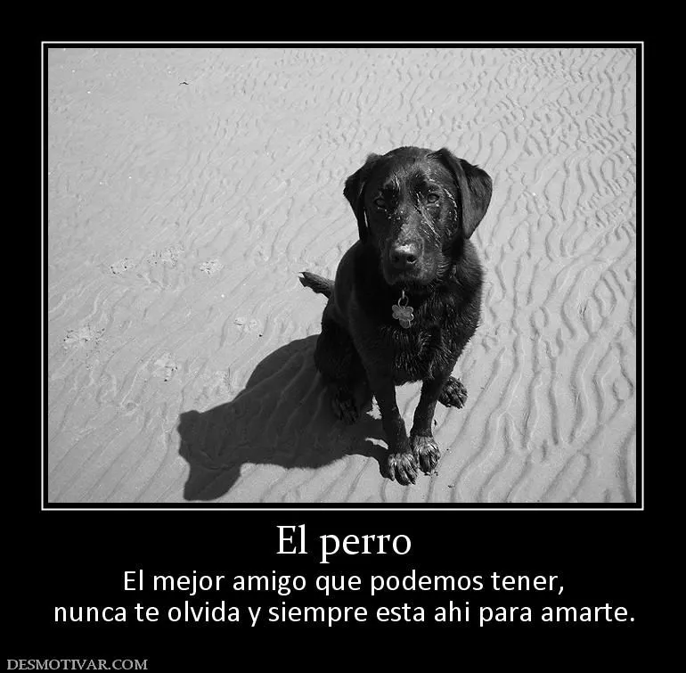 Desmotivaciones El perro El mejor amigo que podemos tener, nunca ...