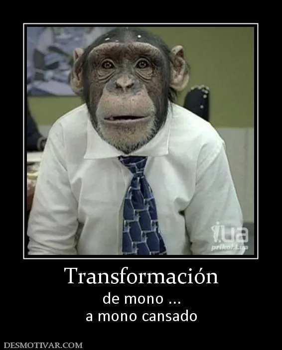 Desmotivaciones Transformación de mono ... a mono cansado