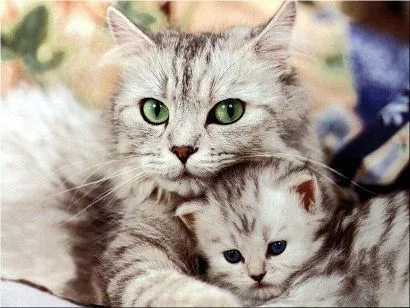 La desparasitación interna de los gatos | la heladera