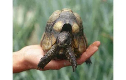 Desparasitación de tu tortuga | Cuidar de tu mascota es facilisimo.com