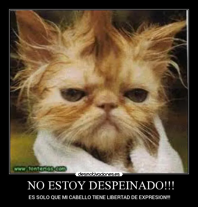 NO ESTOY DESPEINADO!!! | Desmotivaciones