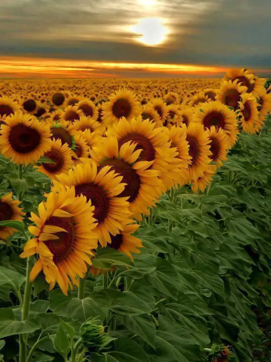 Destinos Soñados: Campo de girasoles, Argentina.