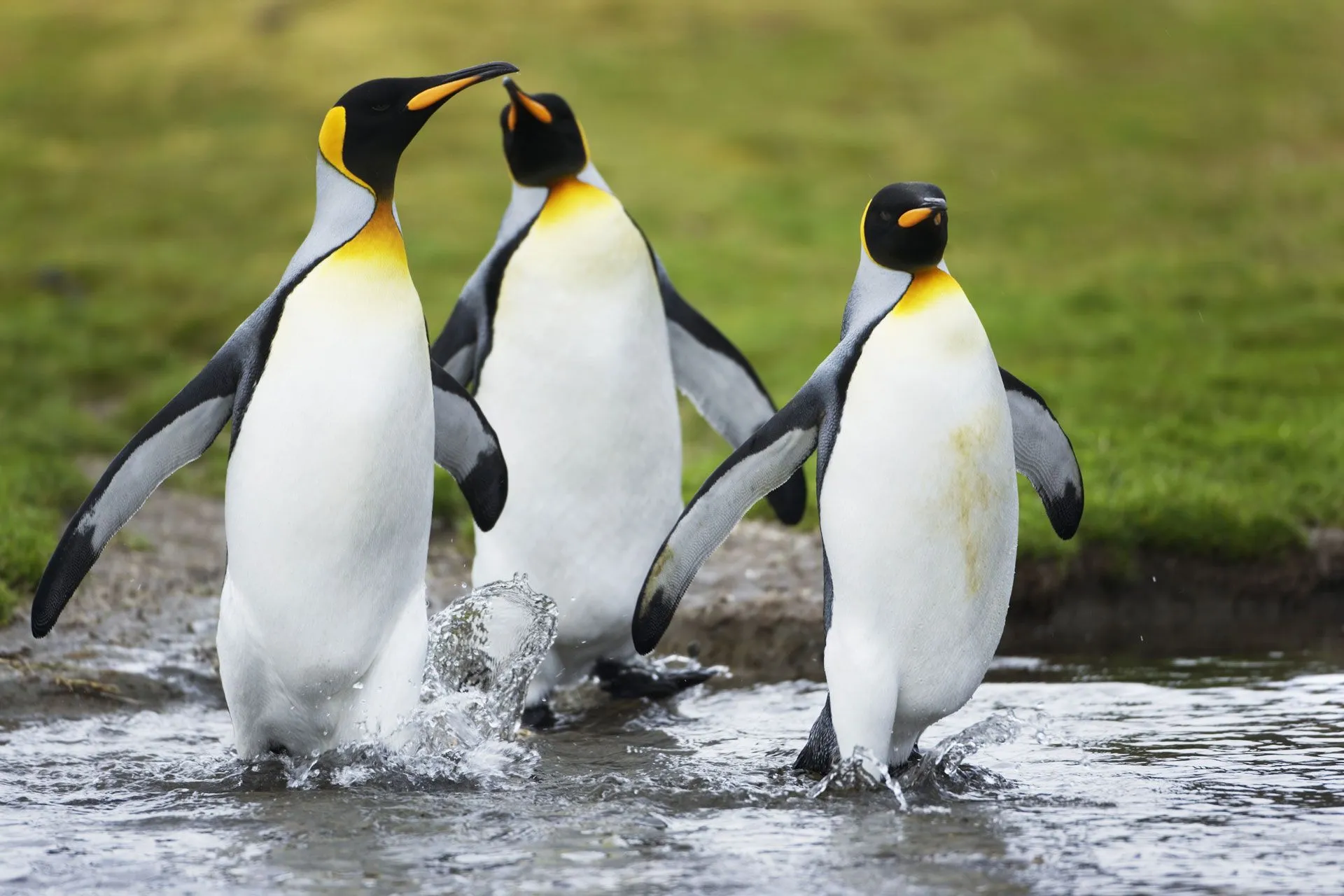 La destreza del pingüino bajo el agua le costó su capacidad para ...