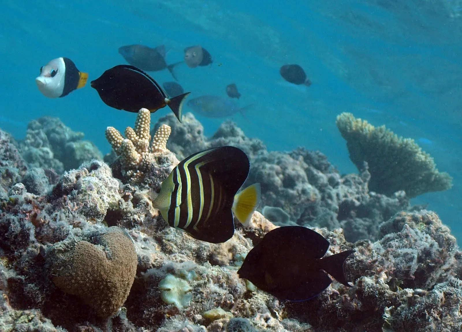 DESTRUCCIÓN DE LAS ÁREAS CORALINAS DEL CARIBE Y OCEANO ATLÁNTICO ...