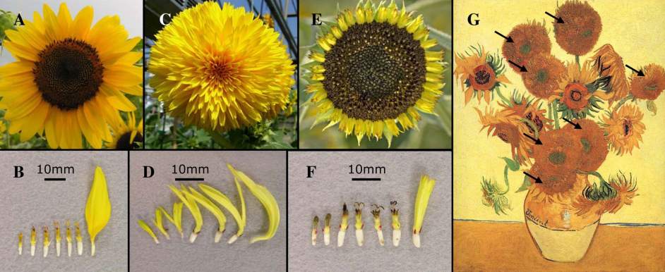 Desvelan el misterio de 'Los girasoles' de Van Gogh al identificar ...