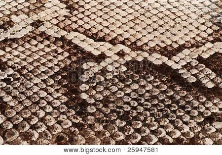 Detalle de una verdadera piel de una serpiente con escamas patrón ...