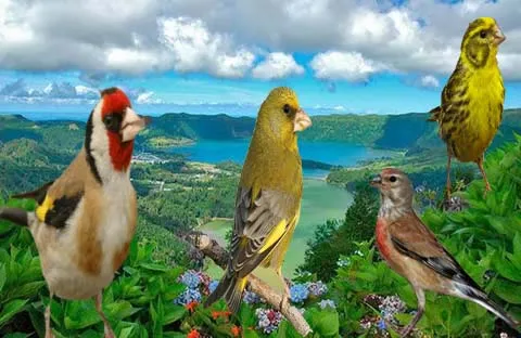 Algunos detalles mas sobre enfermedades y su cura