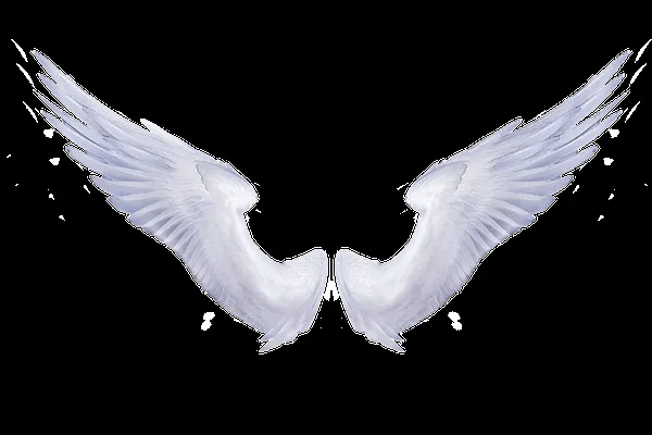 deviantART: More Like Angel Wings White 1 by Paw-