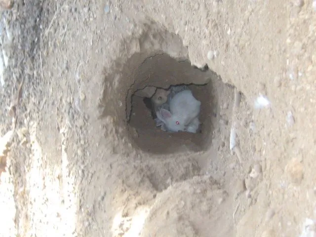 DeviantArt: More Like Conejos Bebes en su nido by Ieriru