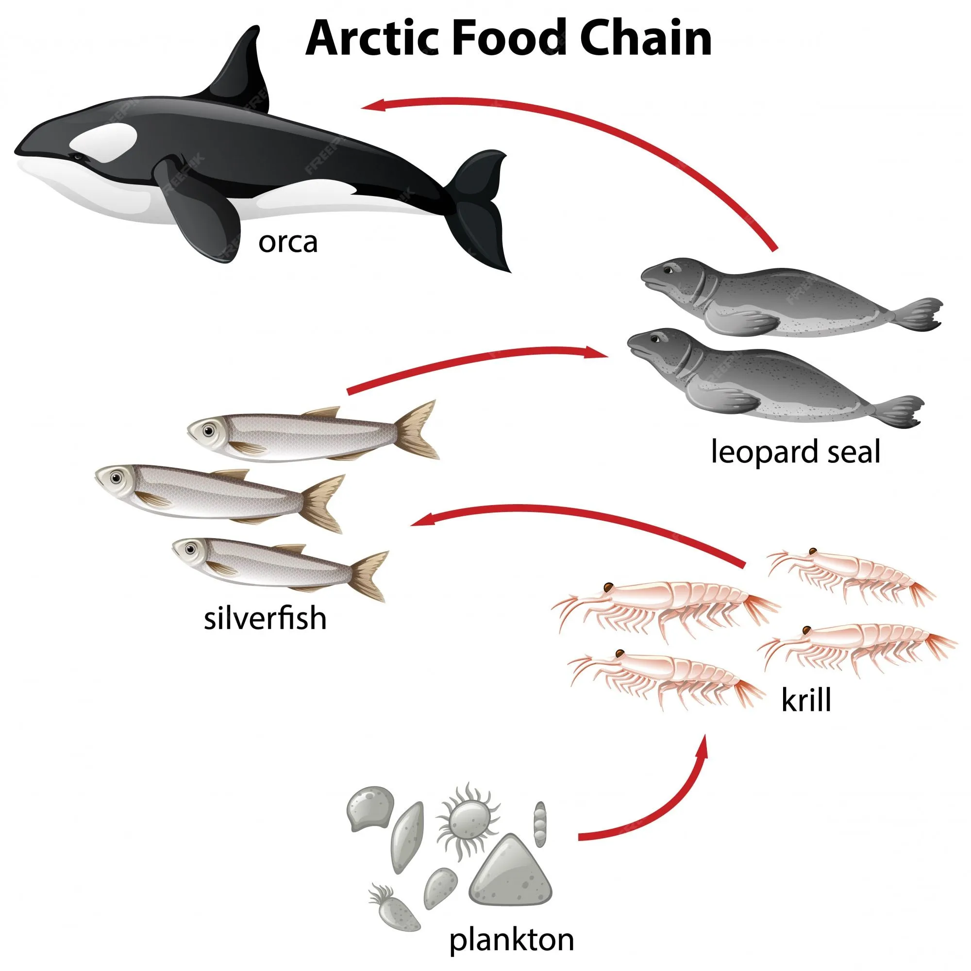 Diagrama de la cadena alimentaria ártica desde las plantas hasta la orca |  Vector Gratis