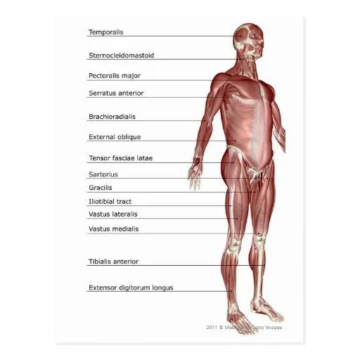 Diagrama del sistema muscular tarjetas postales de Zazzle.