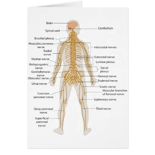 Diagrama del sistema nervioso del cuerpo humano felicitación de ...